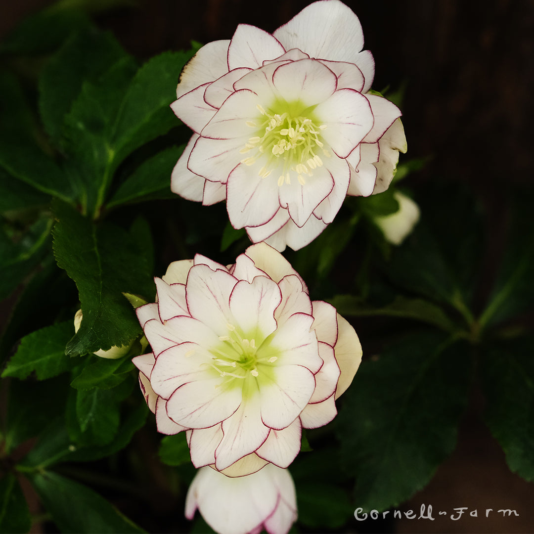 bf16ab8108ae1ef67a200189dae07e