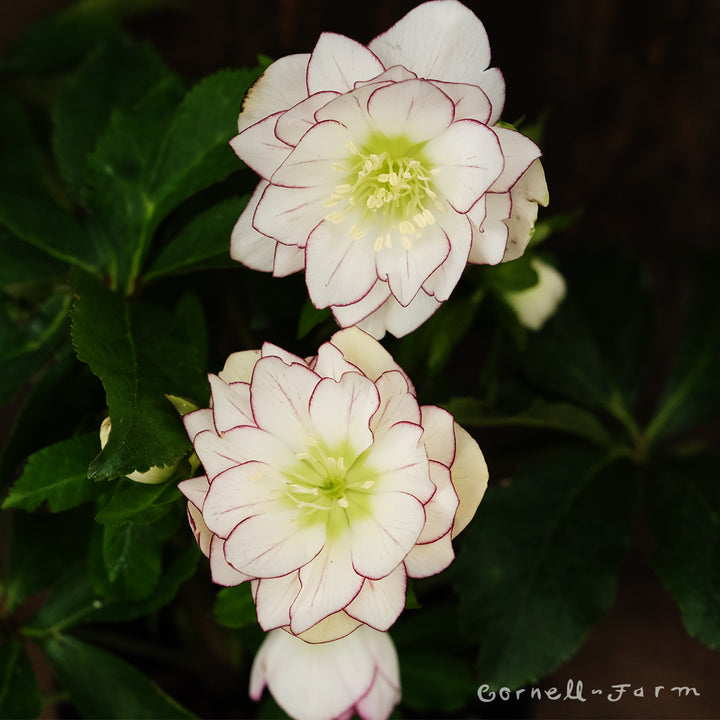 Helleborus Picotee Pearl WJ 1gal Winter Jewels – Cornell Farm