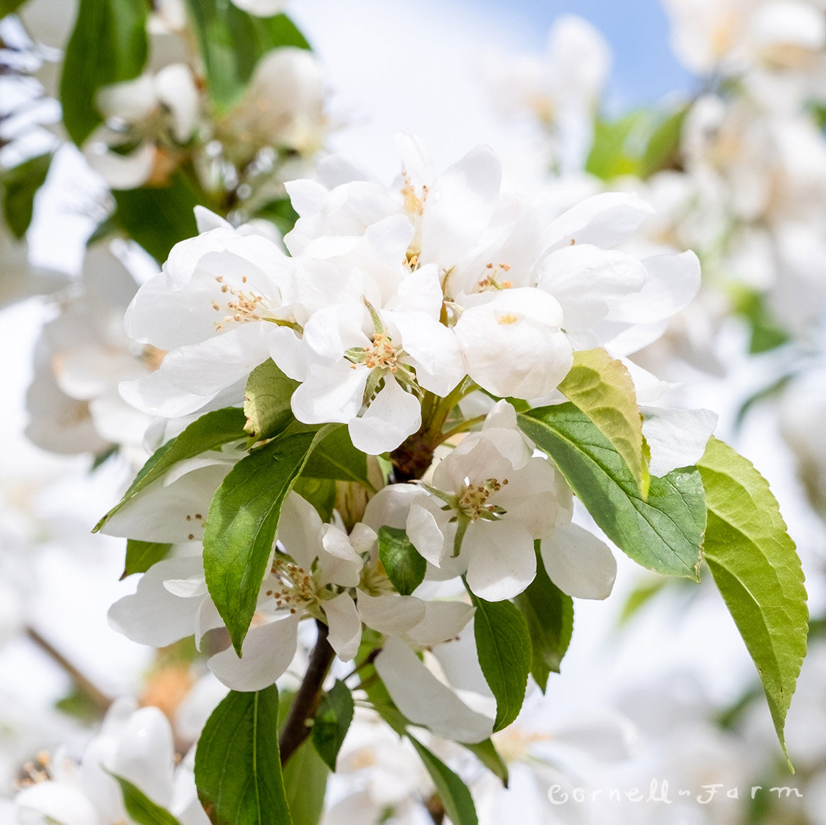 Malus Spring Snow 10gal Crabapple