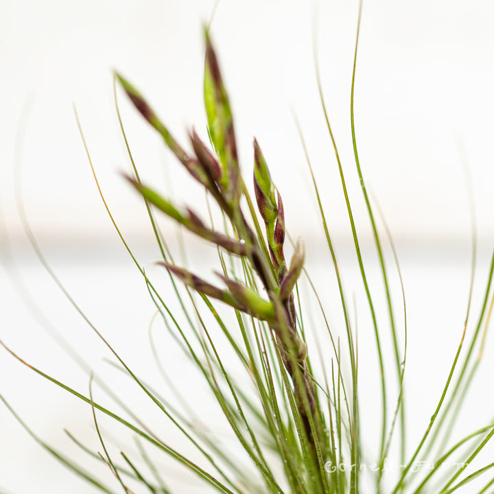 Tillandsia Filifolia XL – Cornell Farm