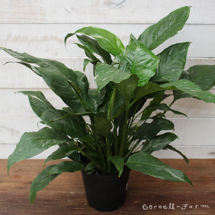 Spathiphyllum var. 6in Domino Variegated Peace Lily – Cornell Farm