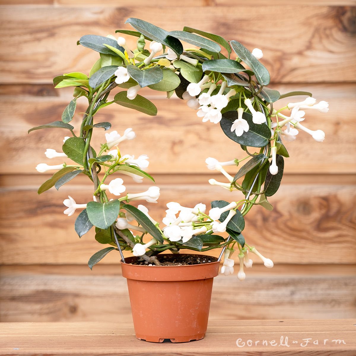 trellis indoor jasmine plant Stephanotis floribunda 5in Madagascar Jasmine (Hoop Trellis)
