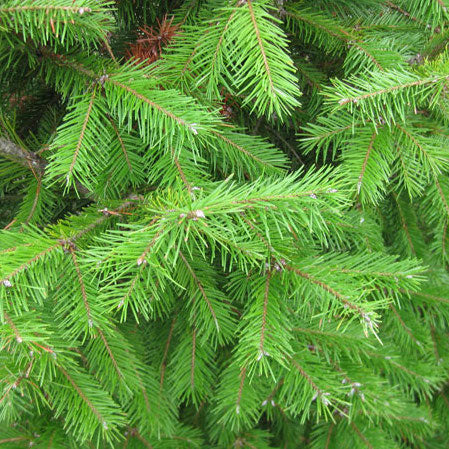 Douglas Fir Christmas Tree