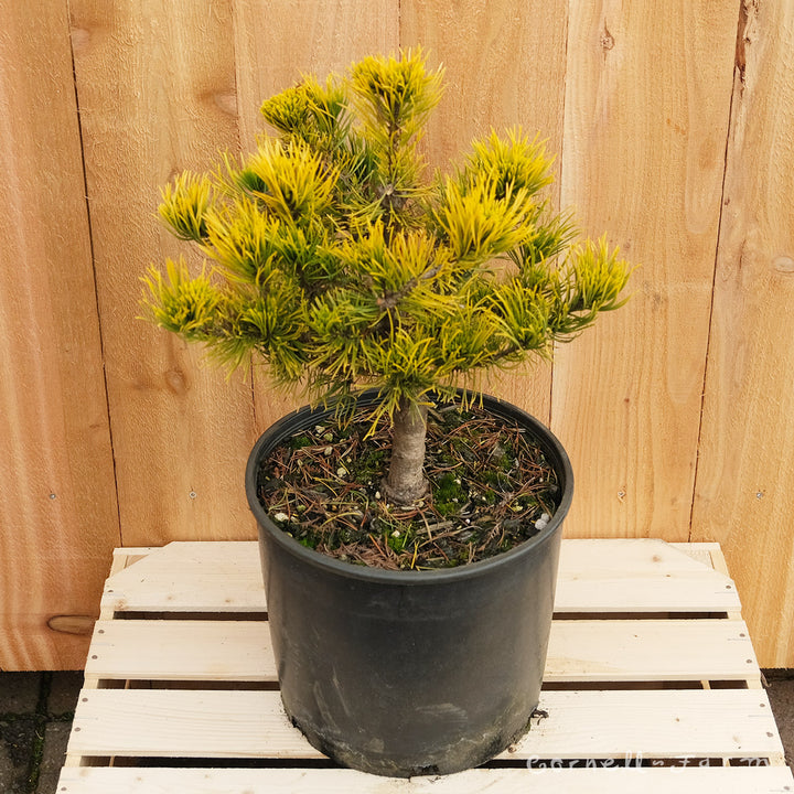 Pinus mugo Carstens Wintergold 3gal – Cornell Farm
