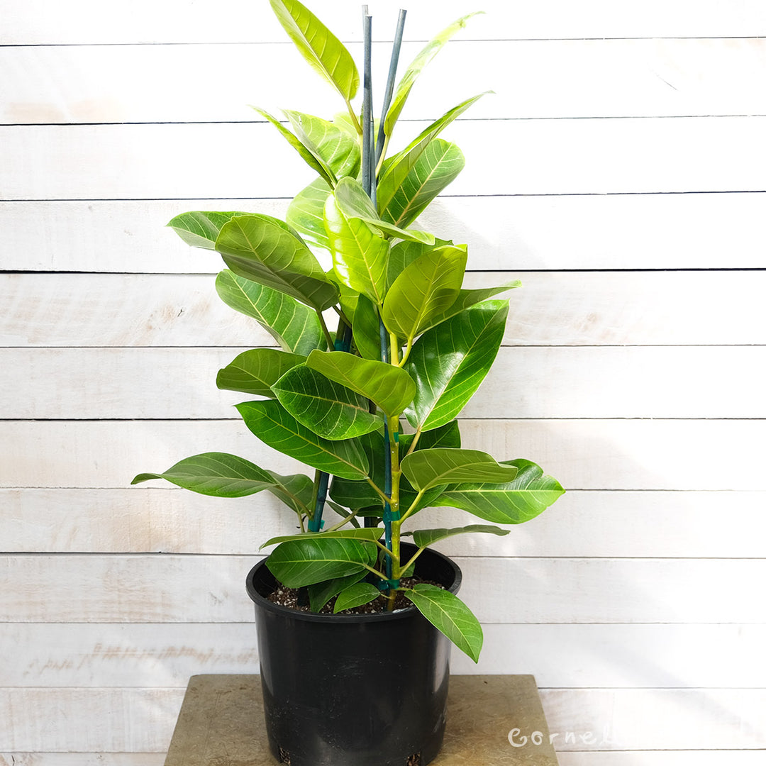 ficus altissima light Ficus altissima 10in Council Tree – Cornell Farm