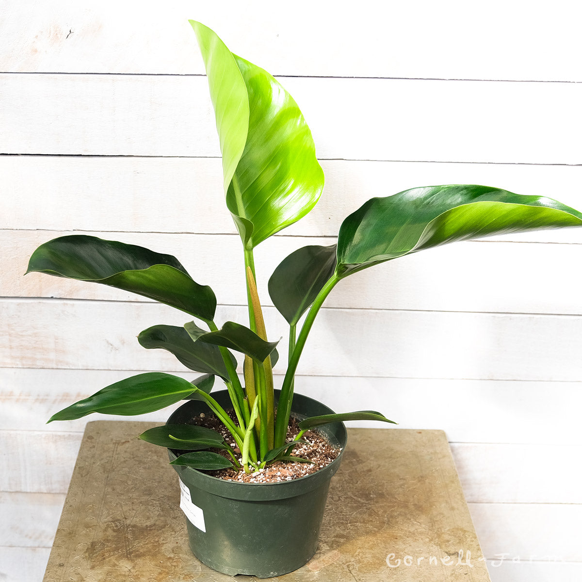 Philodendron tatei 8in Congo Green