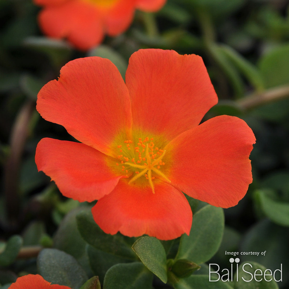 Portulaca Orange RioGrande 4.25in CF