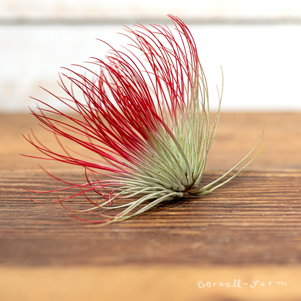 Tillandsia Andreana