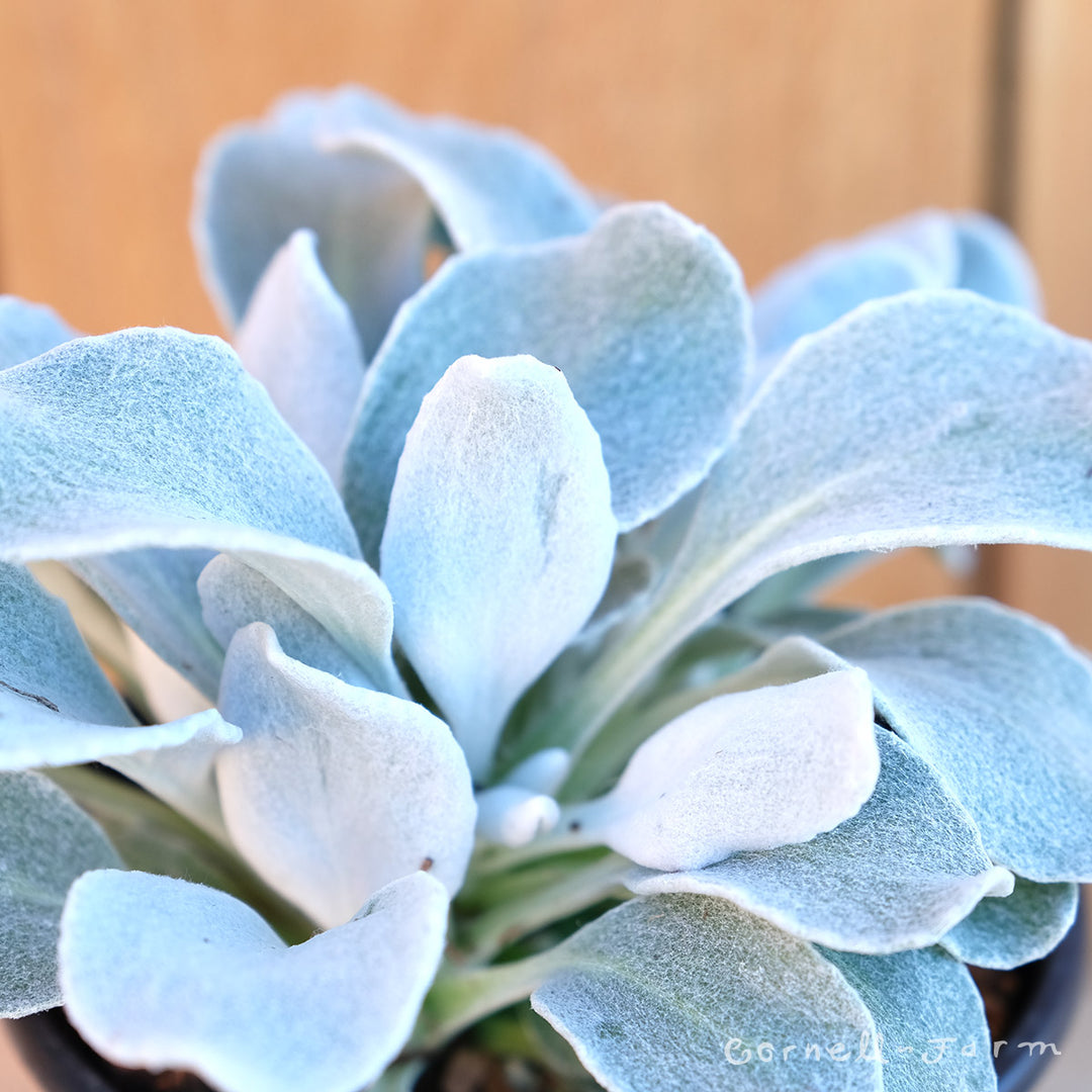 Senecio candicans Angel Wings 1gal CF – Cornell Farm