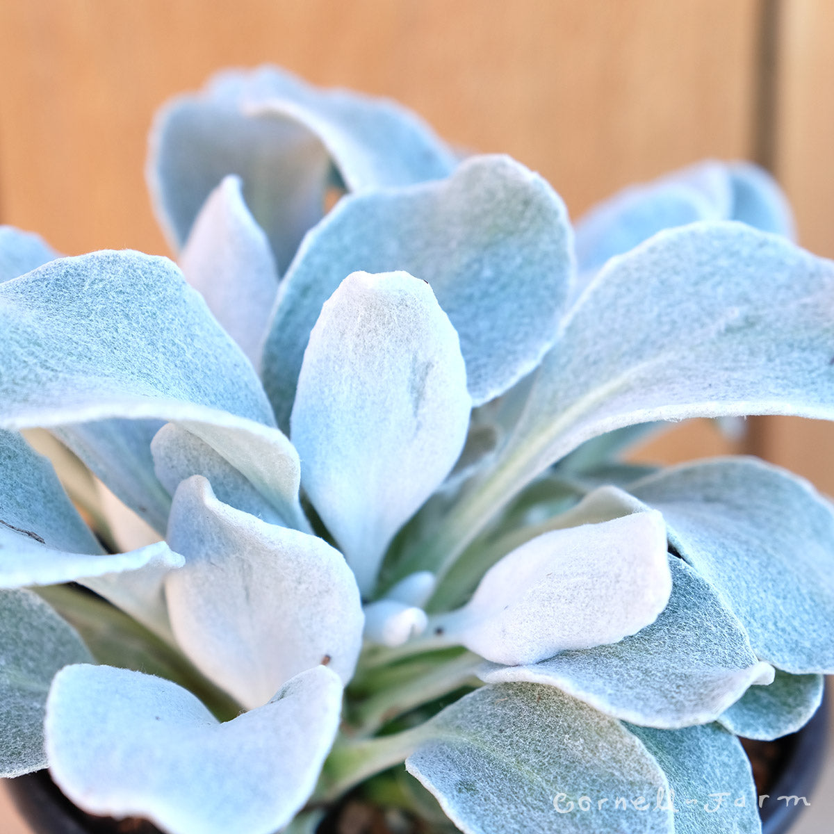 Senecio candicans Angel Wings 1gal CF