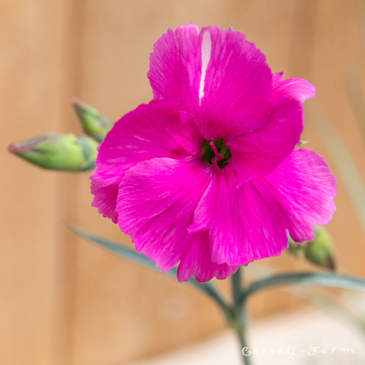 Dianthus Bumbleberry Pie Qrt. American Pie CF