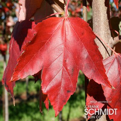 Acer r. Red Sunset 15gal Red Maple