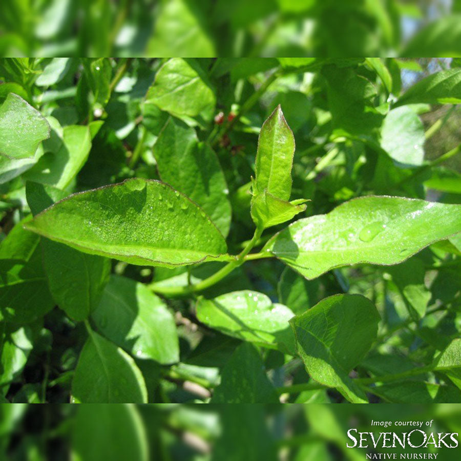 Lonicera conjugialis 1gal Honeysuckle