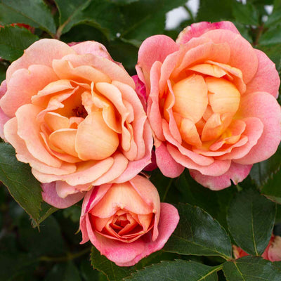 Rose Sunblaze Peach 5 gal