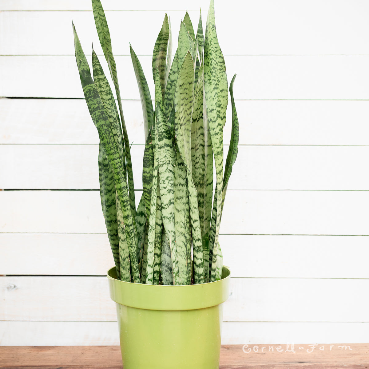 sansevieria trifasciata zeylanica Sansevieria trifasciata 10in Zeylanica