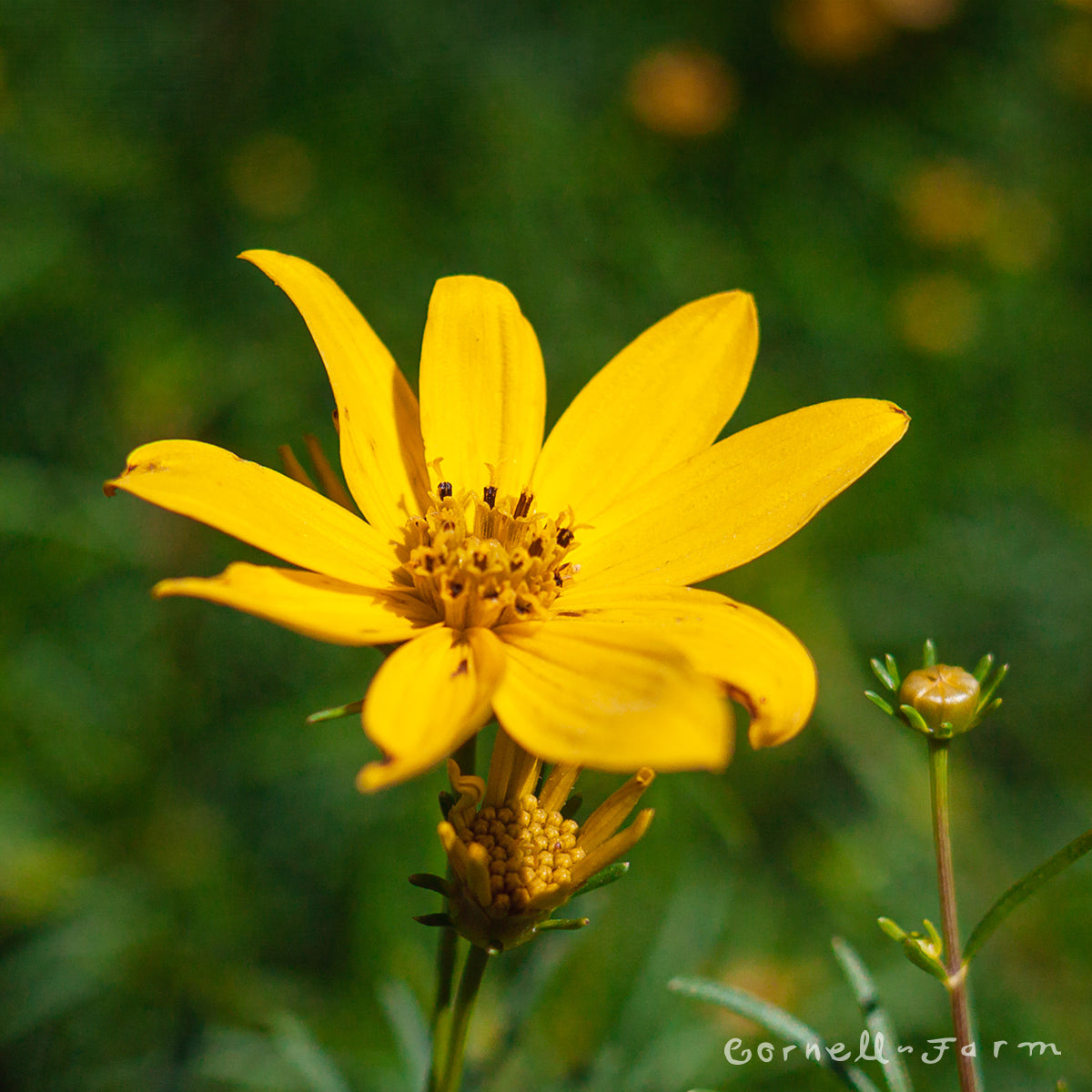 Coreopsis vert Zagreb 1gal