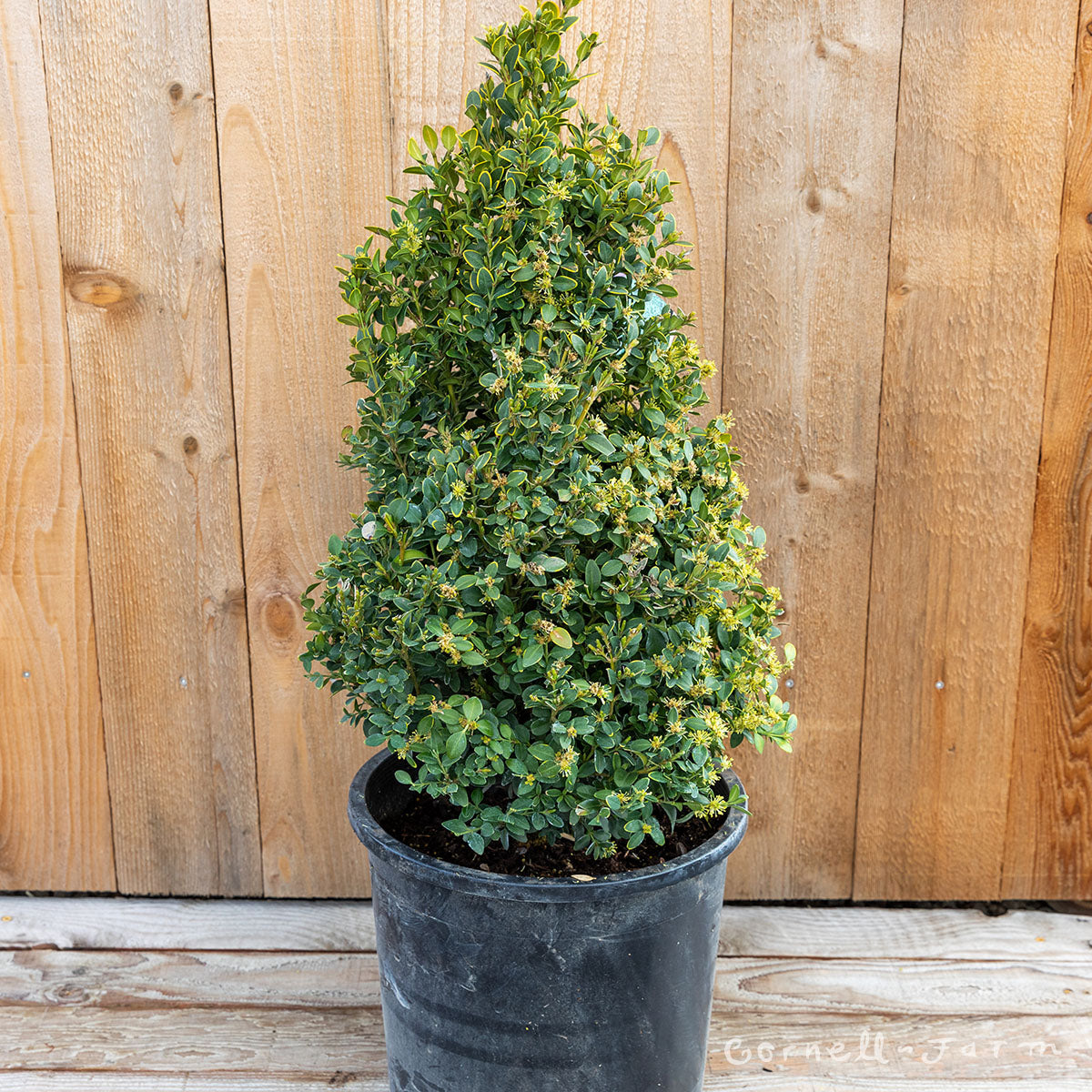Buxus x Green Mountain Cone 5gal Boxwood topiary