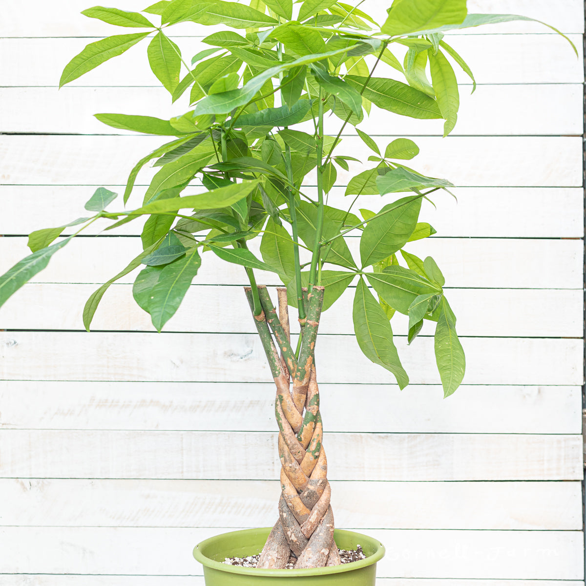 10in Money Tree Pachira aquatica 10in Money Tree Braided – Cornell Farm