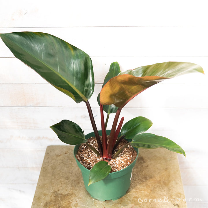 philodendron tatei Philodendron tatei 8in Congo Rojo