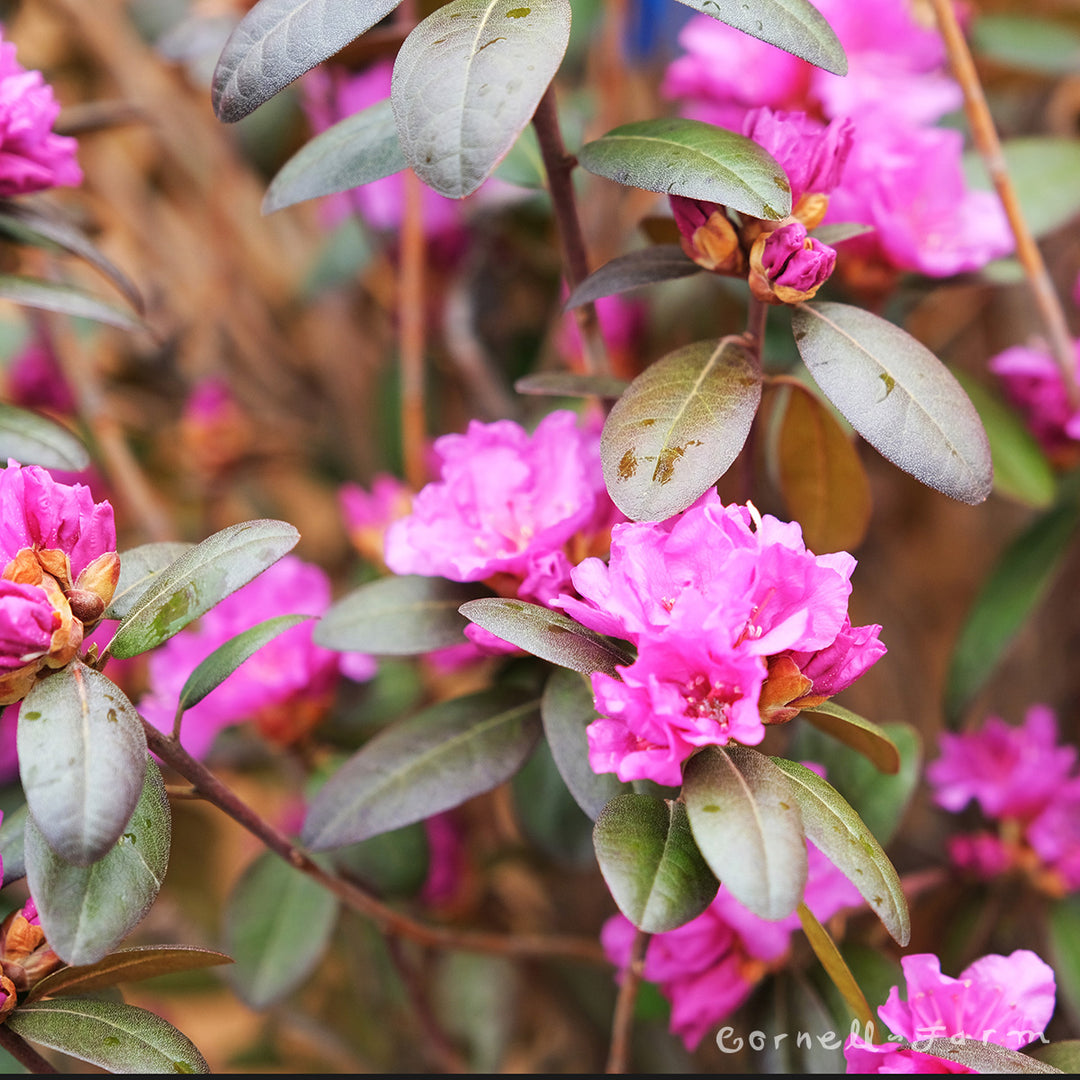 Rhododendron PJM Regal 24-30in 10gal – Cornell Farm