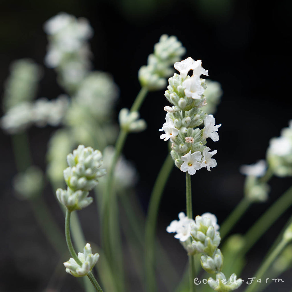Lavandula White Dwarf 1gal Lavender – Cornell Farm