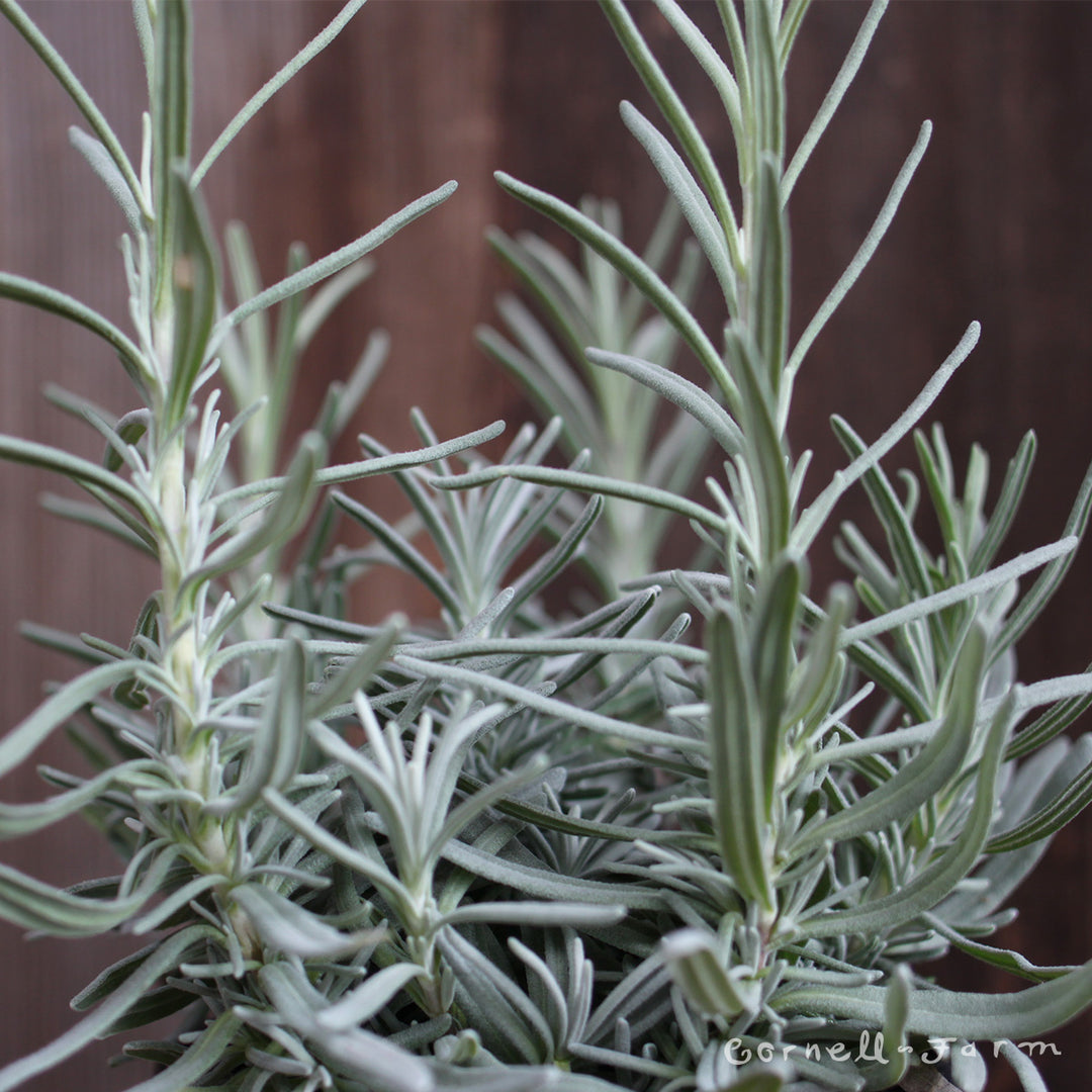 big time blue lavender plants Lavandula Big Time Blue 4.25in Lavender CF – Cornell Farm