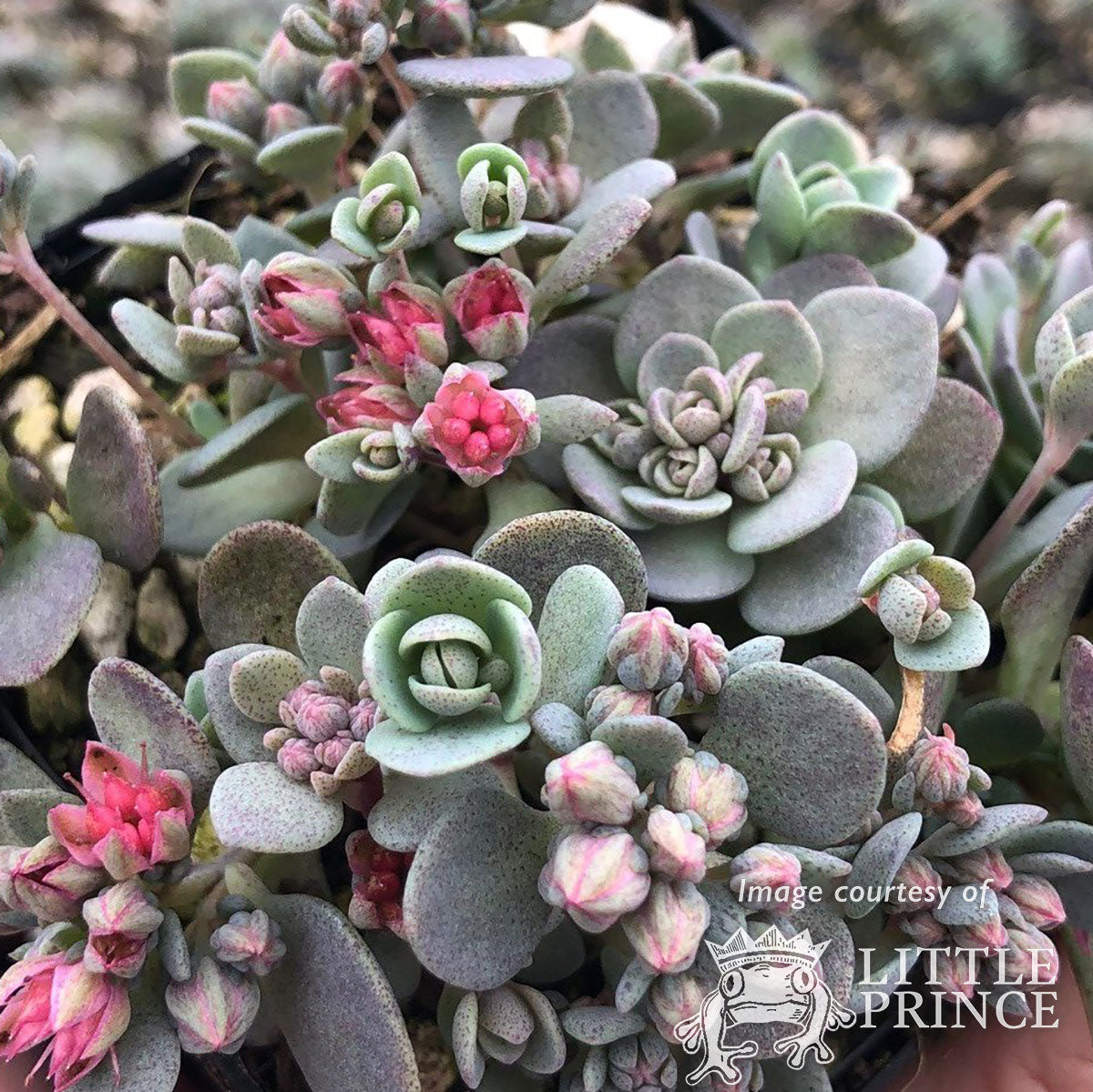 Sedum Sunsparkler Blue Elf 4.25in CF