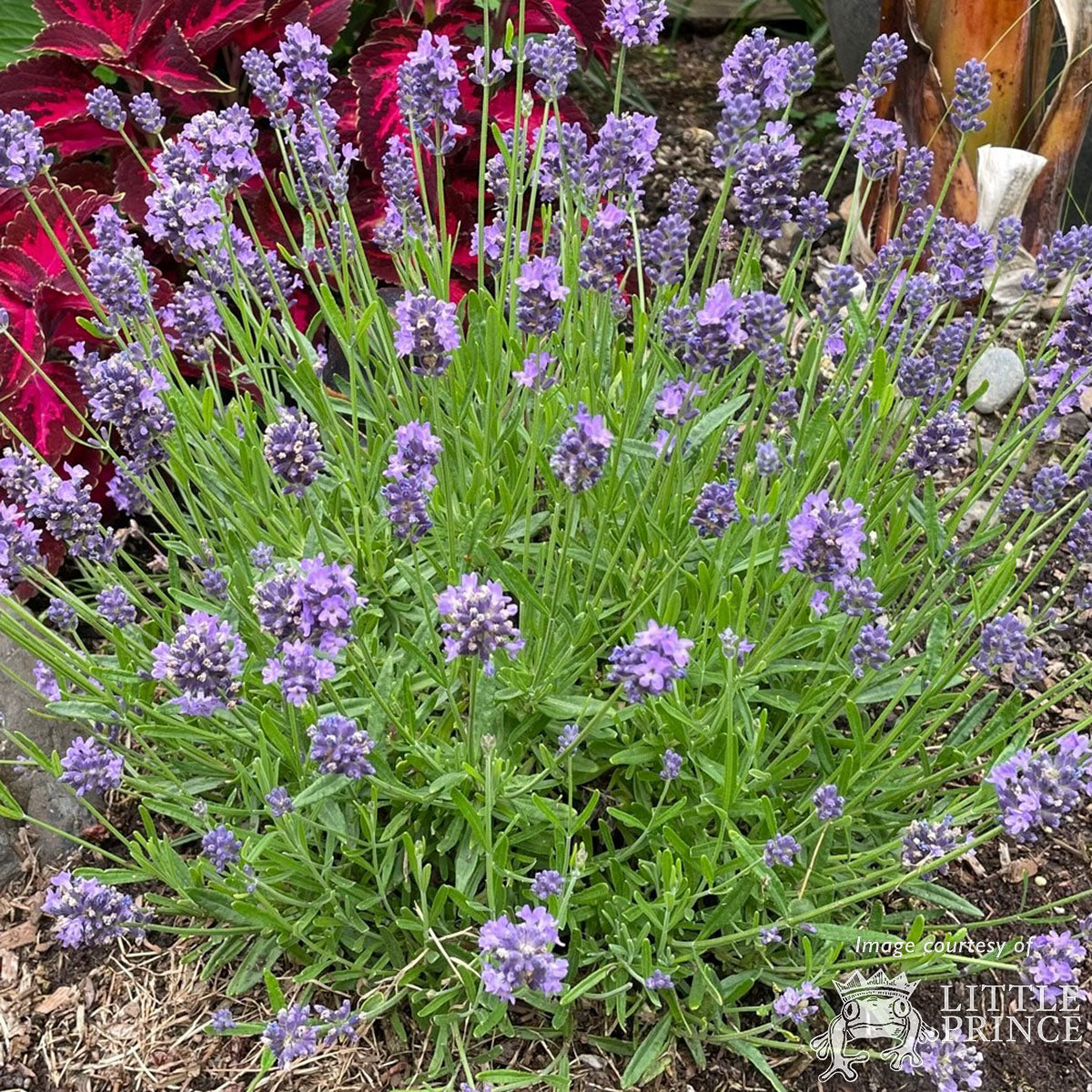 Lavandula a. Thumbelina Leigh 1gal Lavender