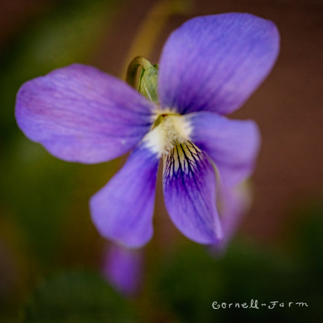 Viola odorata Blue Remington 4in – Cornell Farm
