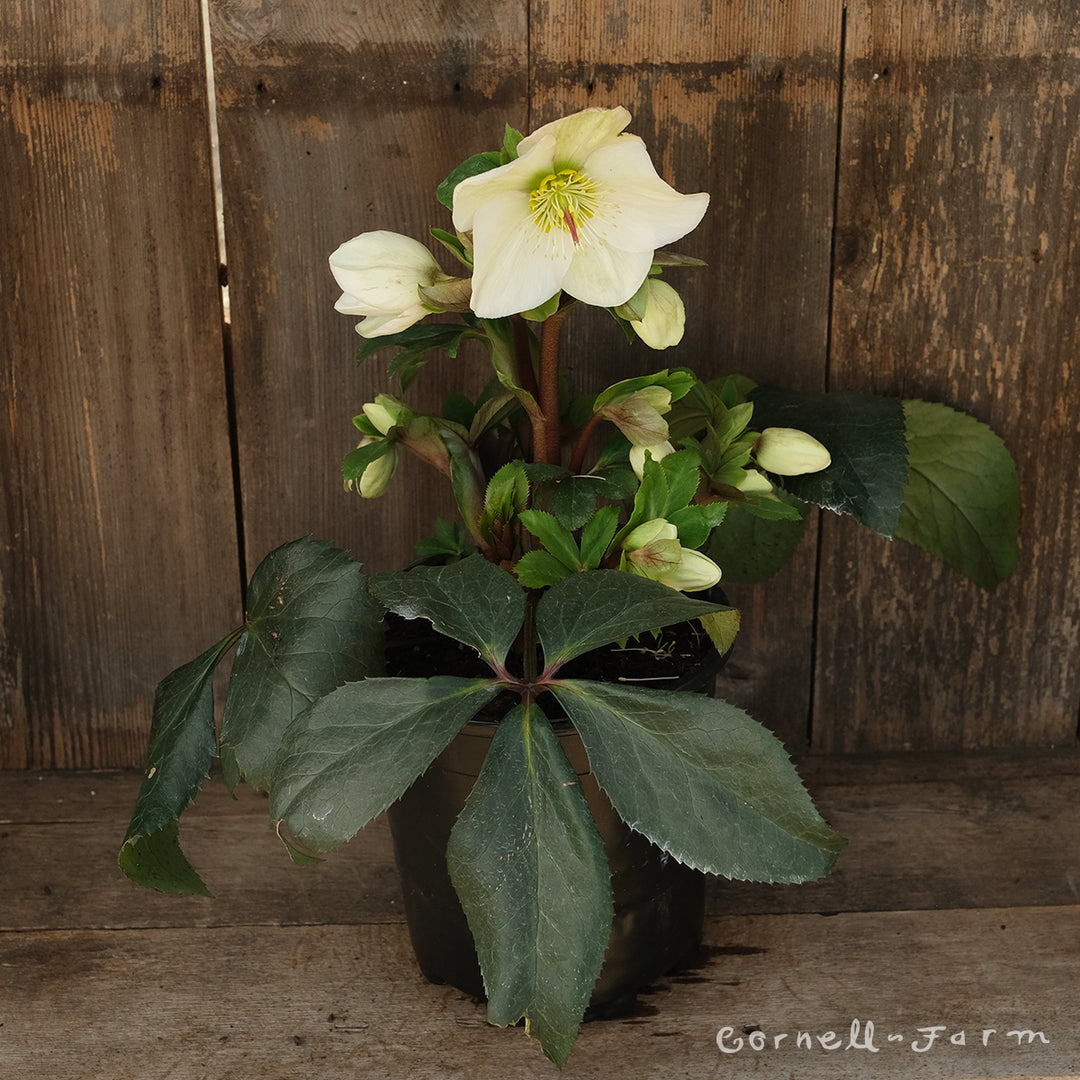 Helleborus Ice N' Roses White GC 1gal – Cornell Farm