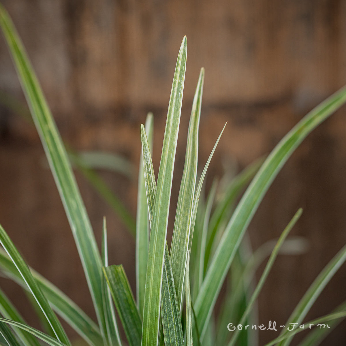 Liriope spicata Silver Dragon 1gal lilyturf