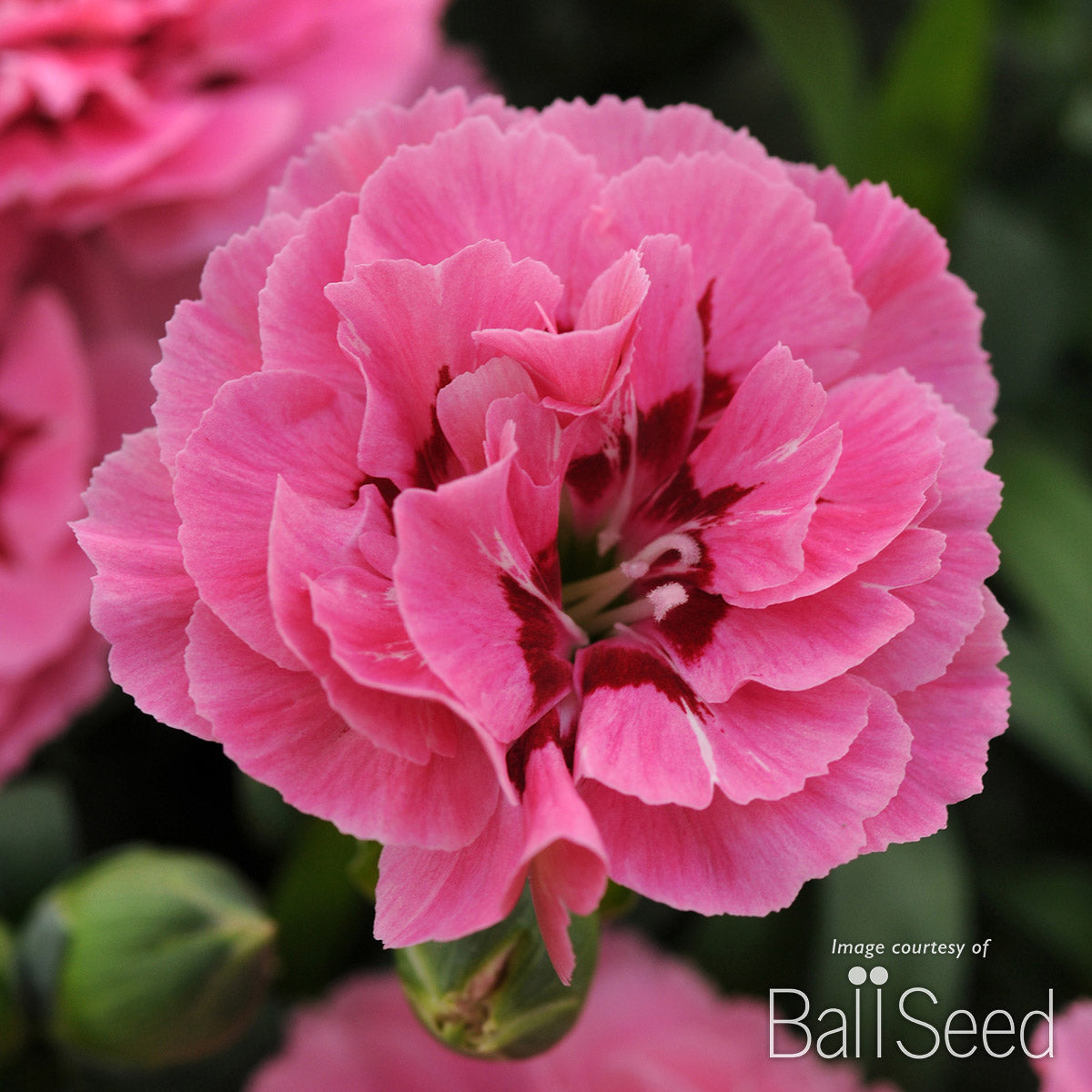 Dianthus Oscar Pink + Purple 4.25in CF