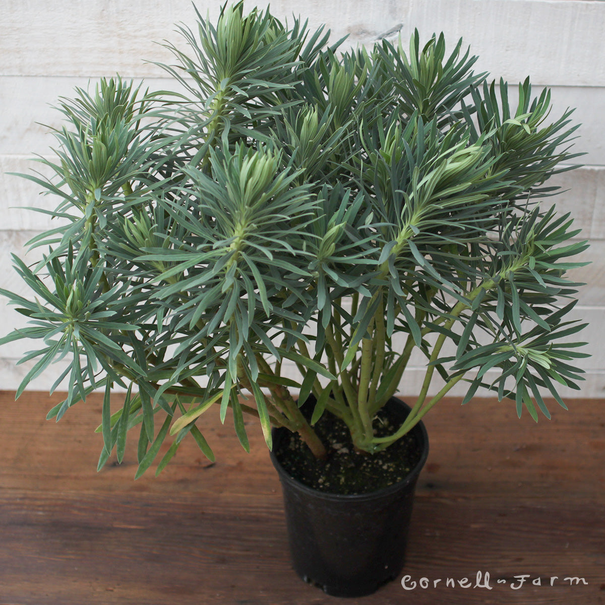 Euphorbia c wulfenii 1gal