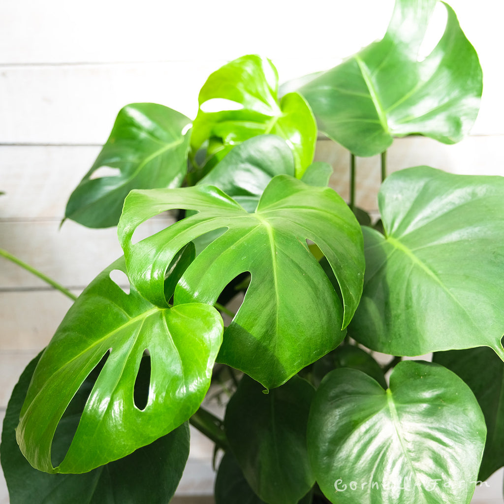 Monstera deliciosa 10in Split Leaf – Cornell Farm