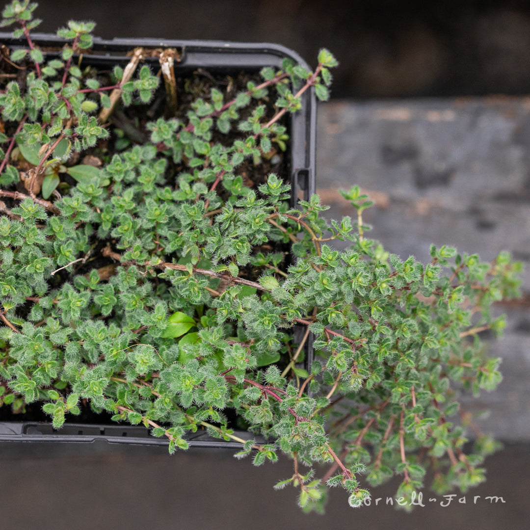 Seigo 915　MOSS TWISTER 22-23 159 W Thymus pseudolanuginosus Woolly 4in Thyme – Cornell Farm