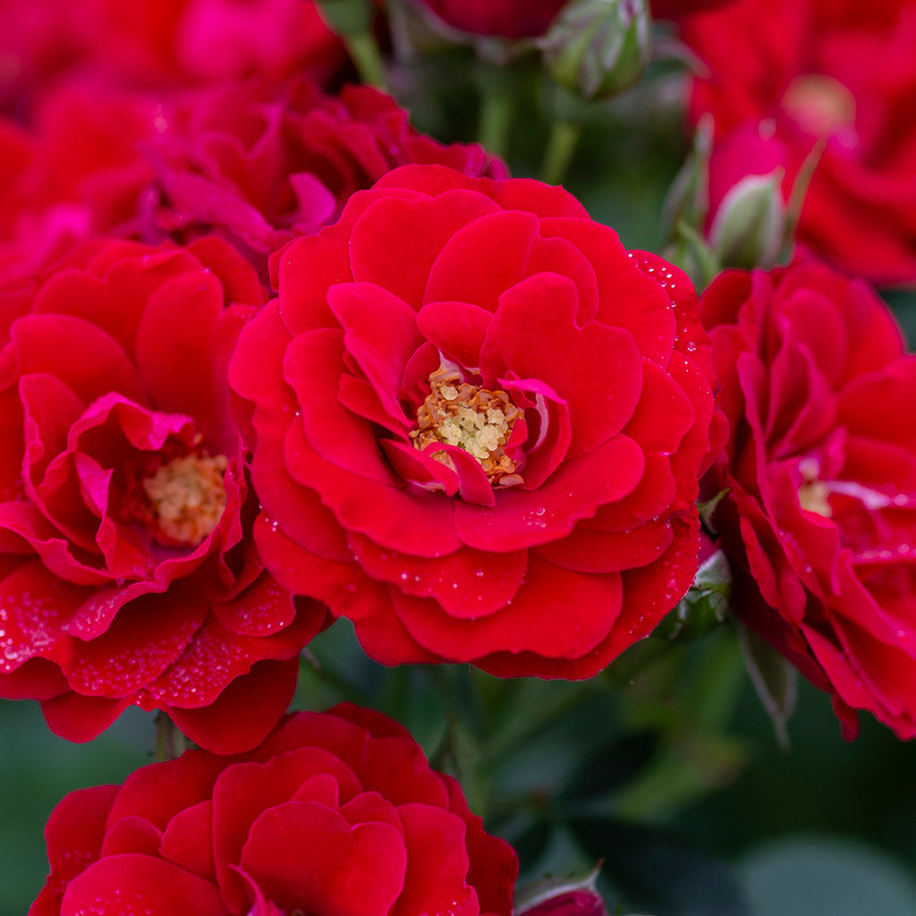 Star Roses Cherry Frost Climber
