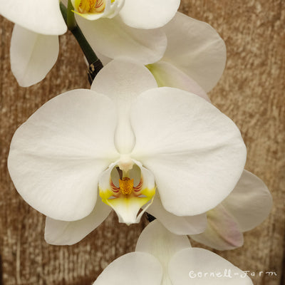 Phalaenopsis 6in White Waterfall Moth Orchid (M168)