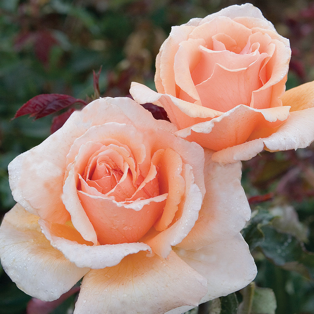 Rose Just Joey 5gal Hybrid Tea – Cornell Farm