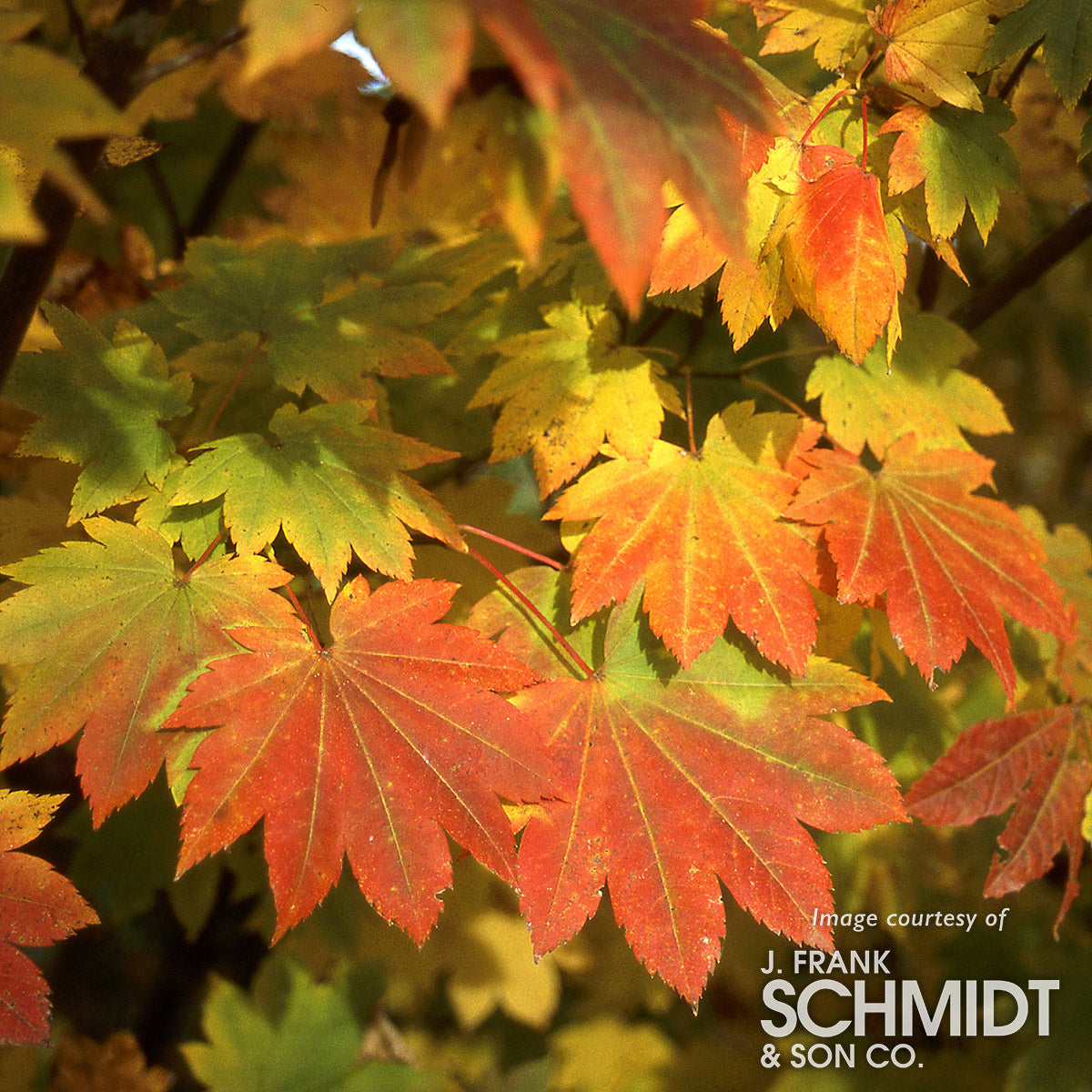 Acer circinatum 2gal Vine Maple