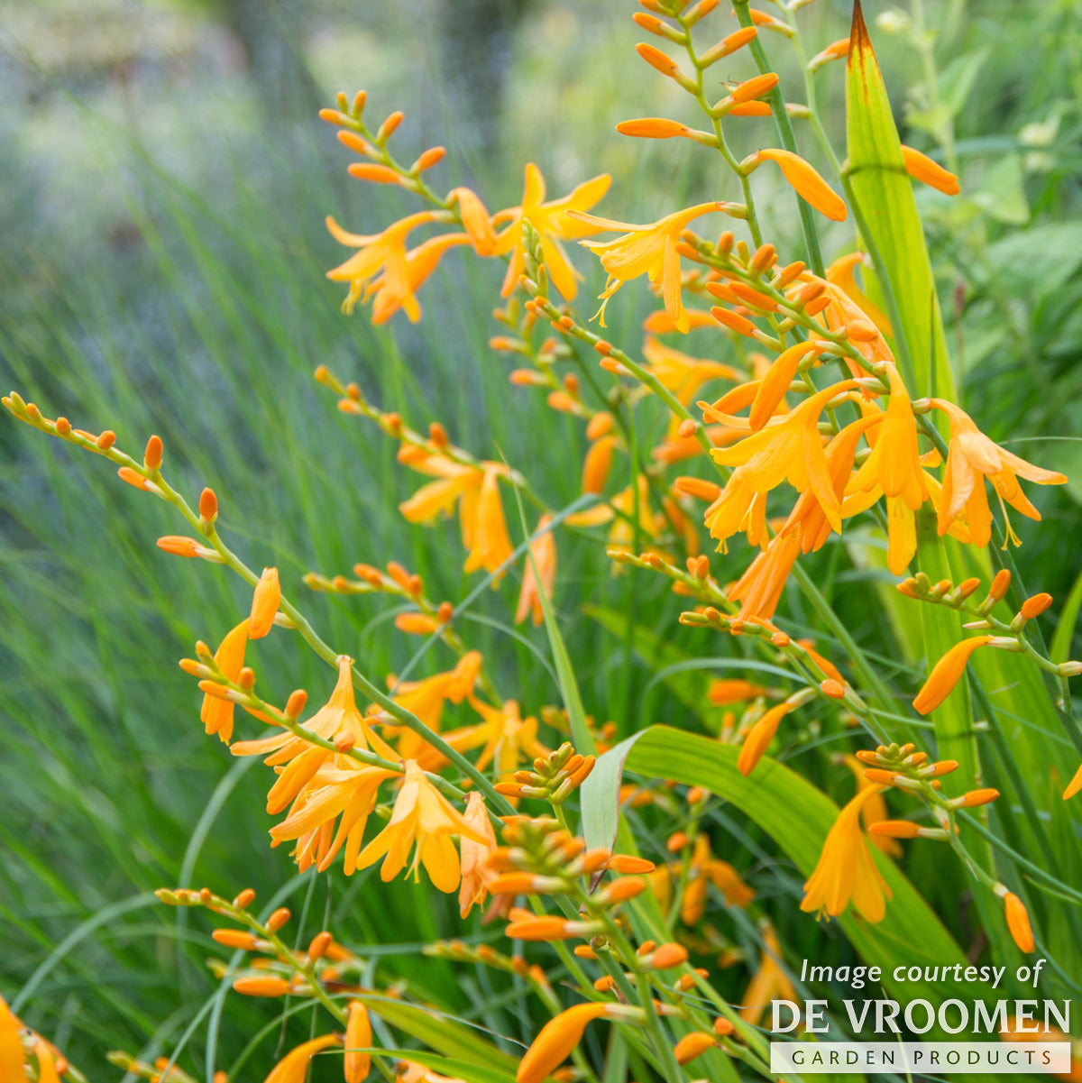 Crocosmia George Davison 1gal CF