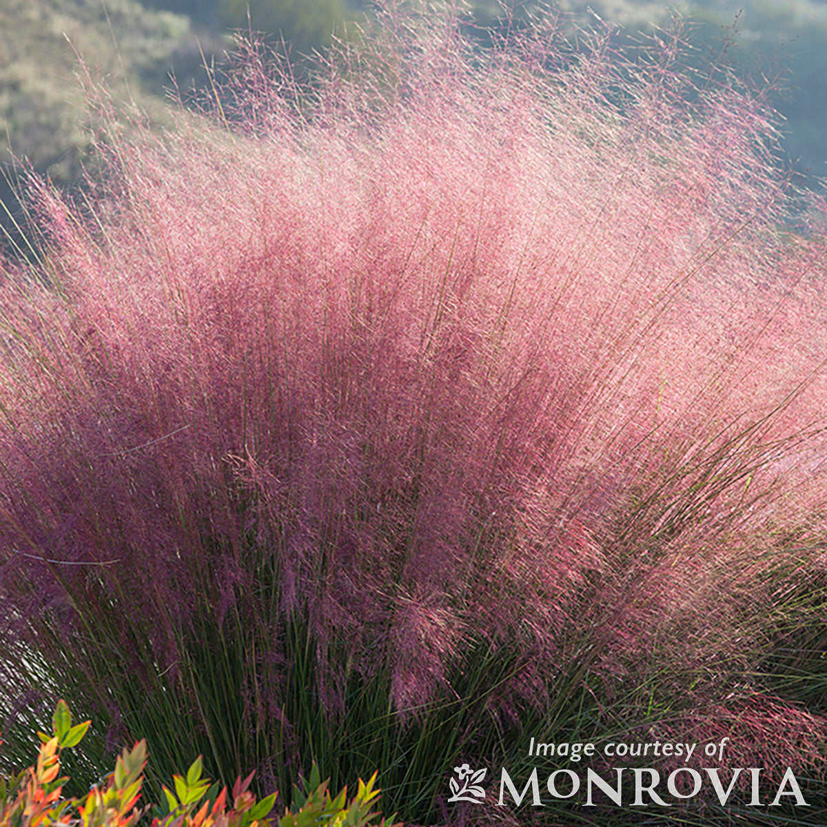 Muhlenbergia c Plumetastic 2gal