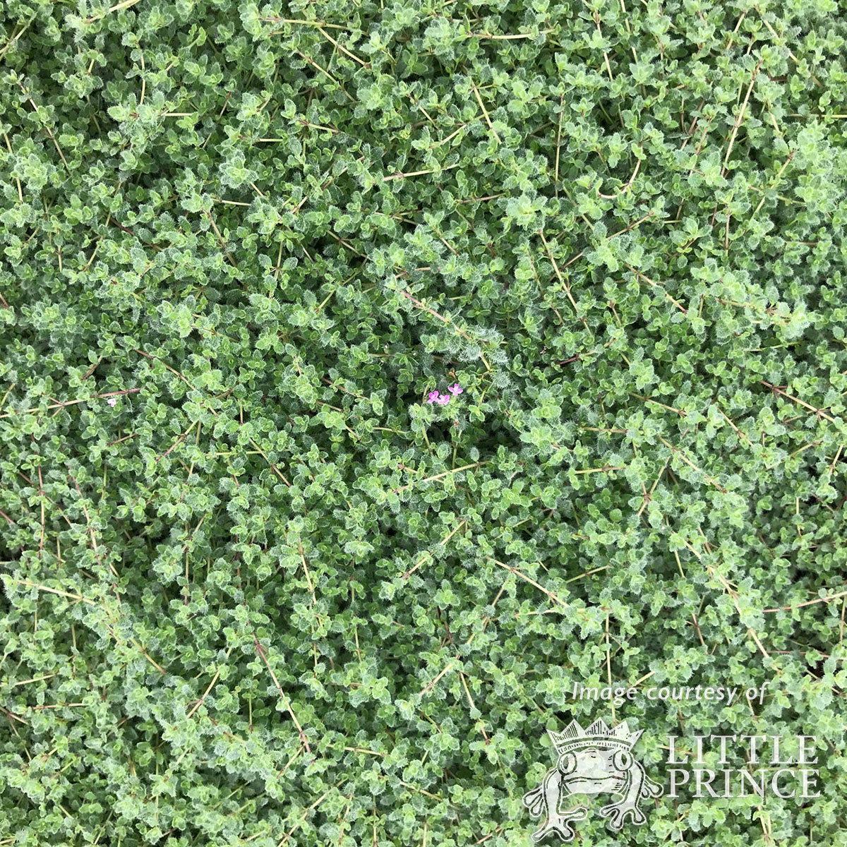 Thymus pseudolanuginosus Woolly 4.25in Thyme CF