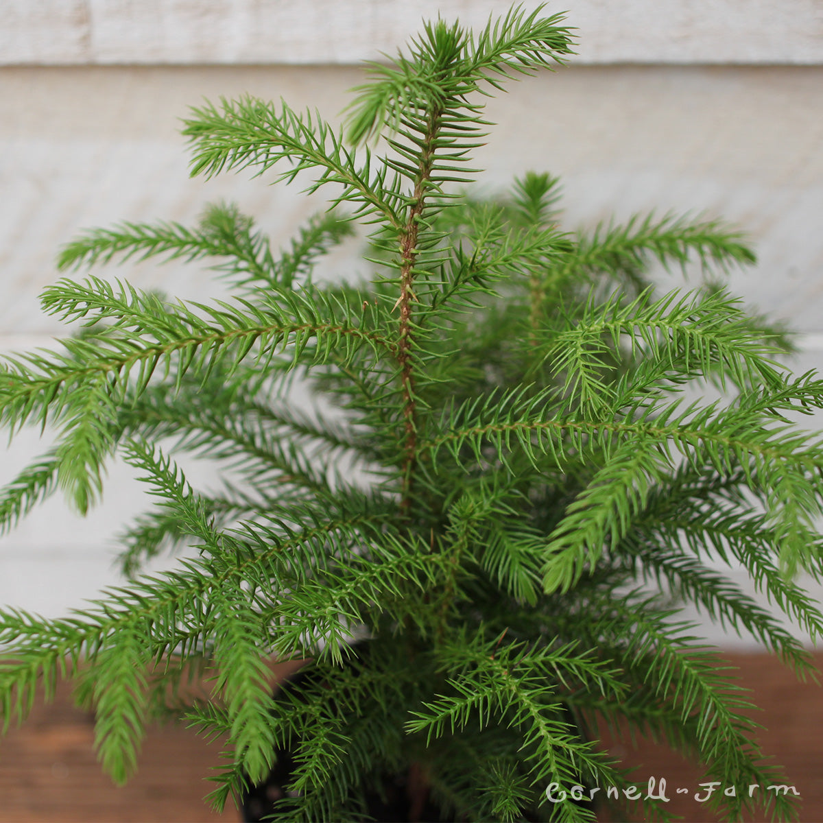Araucaria heterophylla 4in Norfolk Island Pine