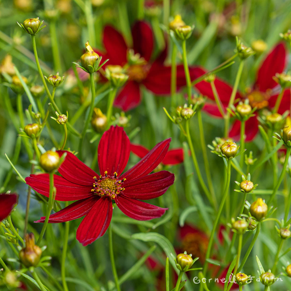 Coreopsis Sizzle and Spice Hot Paprika 1gal