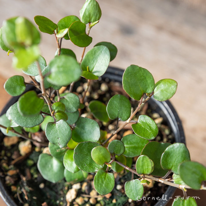 angel vine house plant Muehlenbeckia Large Leaf 4.25in Wire Vine CF