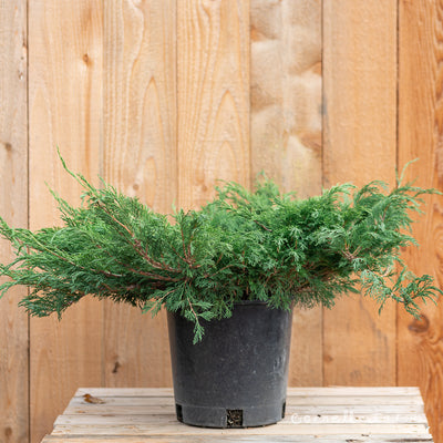 Juniperus s. Calgary Carpet 2gal Savin Juniper