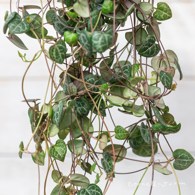 String of Hearts (Ceropegia Woodii) 6in