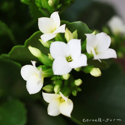 Kalanchoe blossfeldiana 4in White Florist Kalanchoe