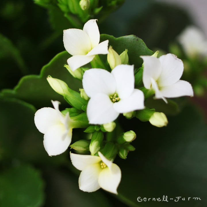 kalanchoe succulent with white flowers Kalanchoe blossfeldiana 4in White Florist Kalanchoe – Cornell Farm