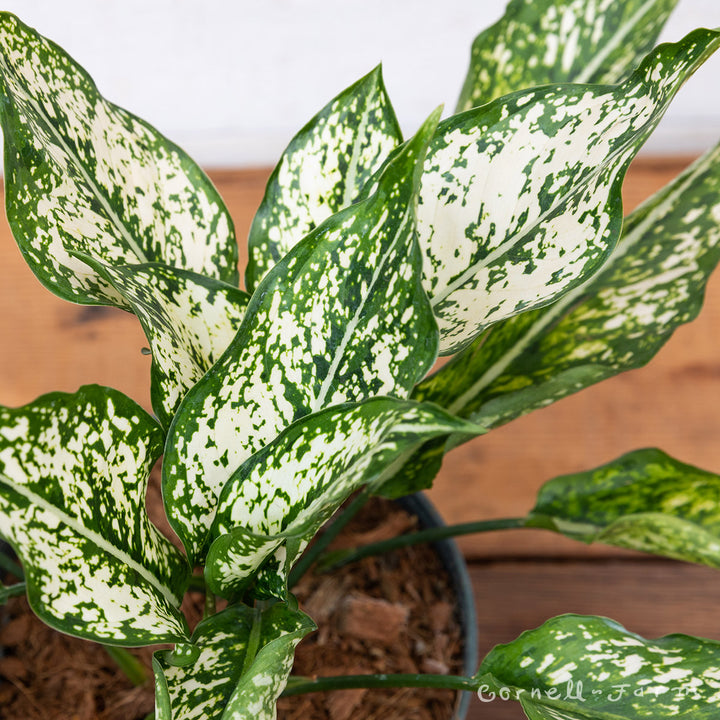 Aglaonema 6in Spring Snow – Cornell Farm